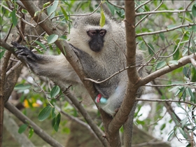 Hluhluwe-Umfolozi Park